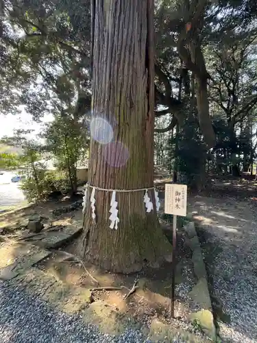 間々田八幡宮(栃木県)