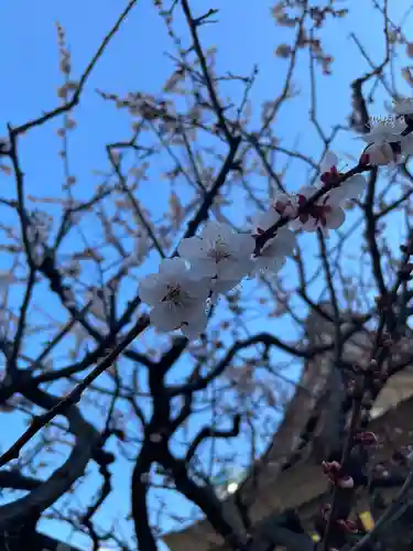 湯島天満宮の自然