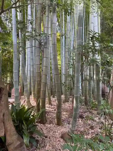 報国寺(神奈川県)
