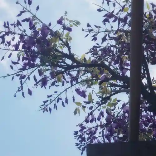 篠ｹ谷神社の自然