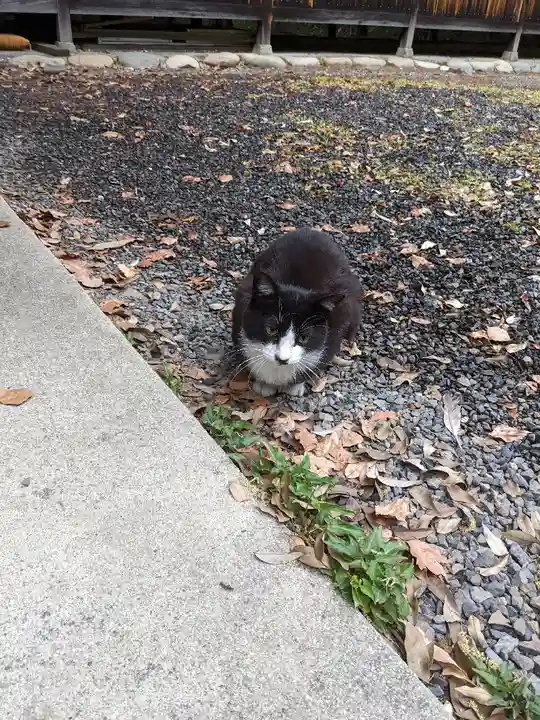 八幡社(柏井町)の動物