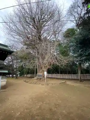 峯ヶ岡八幡神社(埼玉県)