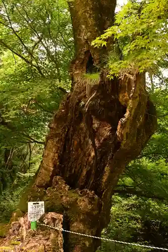 月輪寺(京都府)