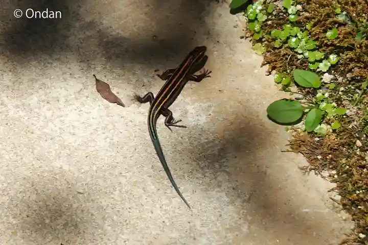 金剛輪寺(滋賀県)