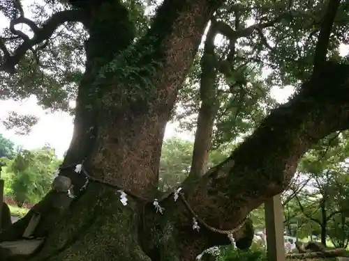 玉祖神社の自然