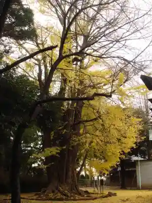 峯ヶ岡八幡神社の自然