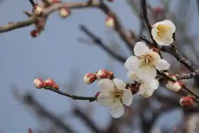 大鏑神社の自然