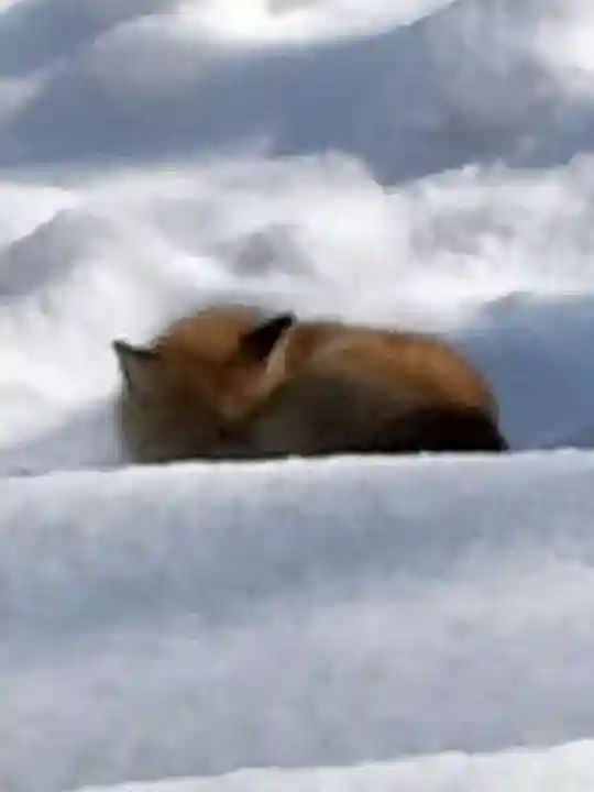 札幌護國神社の動物