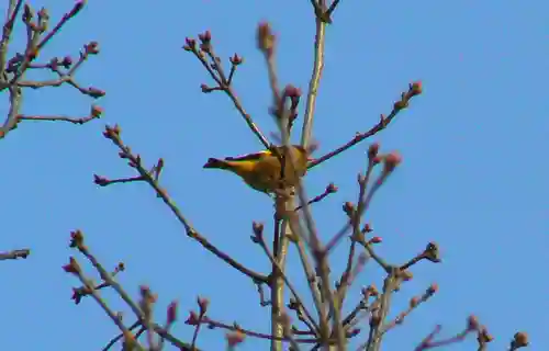 留辺蘂神社の動物