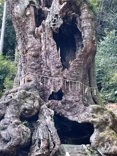 武雄神社の自然