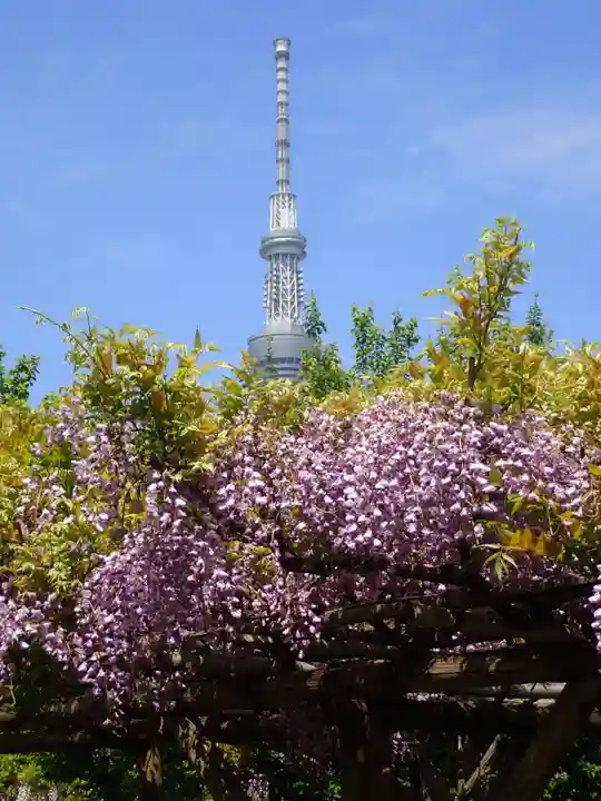 亀戸天神社(東京都)