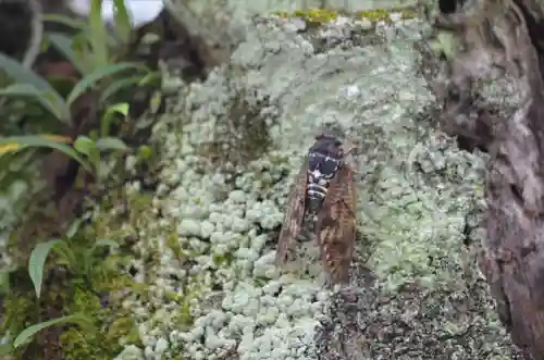 加茂神社(滋賀県)