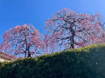 小日向 本法寺の{uncategorized: "未分類", other: "その他", undefined: "問題あり", building: "その他建物", grave: "お墓", sacred_gate: "鳥居", guardian: "狛犬", statue: "像", buddha: "仏像", history: "歴史", nature: "自然", garden: "庭園", animal: "動物", pagoda: "塔", temizu: "手水舎", mountain_gate: "山門・神門", sanctuary: "本殿・本堂", subordinate: "末社・摂社", art: "芸術", scenery: "景色", jizo: "地蔵", ema: "絵馬", goshuin: "御朱印", omikuji: "おみくじ", items: "授与品その他", amulet: "お守り", goshuincho: "御朱印帳", eats: "食事", festival: "お祭り", votive_dance: "神楽", shichigosan: "七五三参", wedding: "結婚式", experience: "体験その他", initially: "初詣", around: "周辺", anti_infection: "感染症対策"}