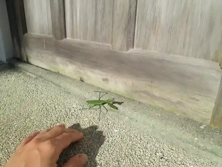 屋久島大社の動物