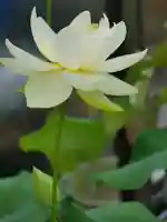 極楽山 浄土寺の自然