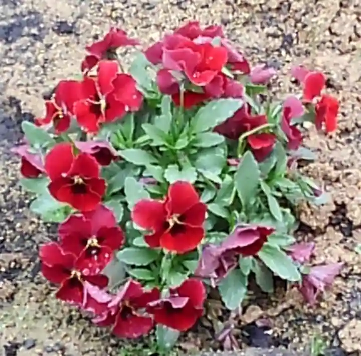 大鏑神社の自然