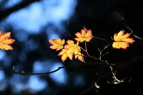 鹿島大神宮の自然