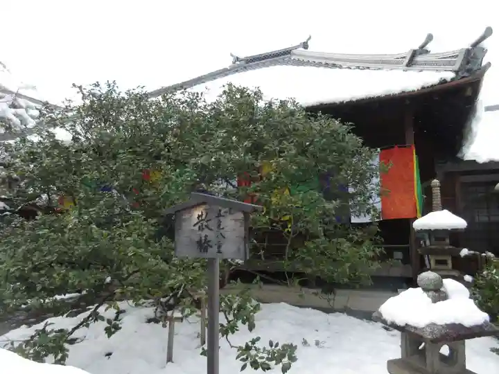 地蔵院(椿寺)(京都府)