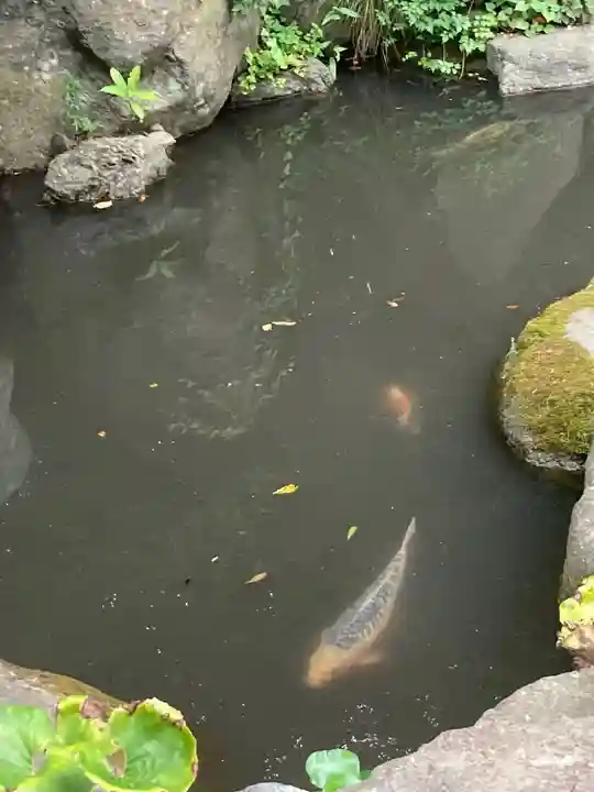 高來神社の動物