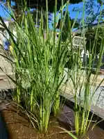 總社 和田八幡宮(福井県)