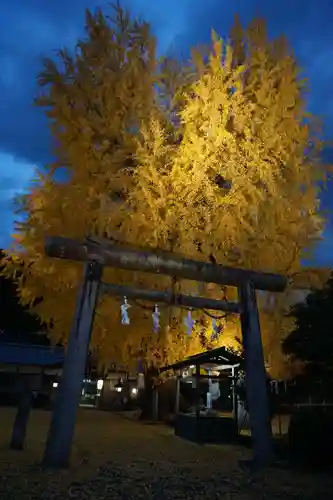 丹生酒殿神社の鳥居