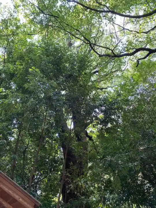 生田神社の自然
