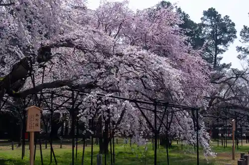 賀茂別雷神社（上賀茂神社）(京都府)