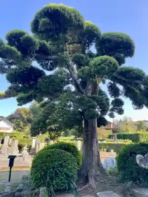 観明寺(千葉県)