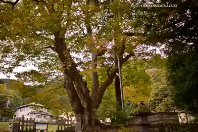 諏訪大社上社前宮(長野県)