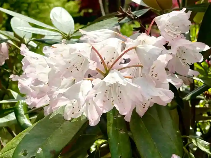 金蛇水神社の{uncategorized: "未分類", other: "その他", undefined: "問題あり", building: "その他建物", grave: "お墓", sacred_gate: "鳥居", guardian: "狛犬", statue: "像", buddha: "仏像", history: "歴史", nature: "自然", garden: "庭園", animal: "動物", pagoda: "塔", temizu: "手水舎", mountain_gate: "山門・神門", sanctuary: "本殿・本堂", subordinate: "末社・摂社", art: "芸術", scenery: "景色", jizo: "地蔵", ema: "絵馬", goshuin: "御朱印", omikuji: "おみくじ", items: "授与品その他", amulet: "お守り", goshuincho: "御朱印帳", eats: "食事", festival: "お祭り", votive_dance: "神楽", shichigosan: "七五三参", wedding: "結婚式", experience: "体験その他", initially: "初詣", around: "周辺", anti_infection: "感染症対策"}