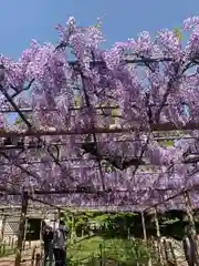 曼陀羅寺の自然