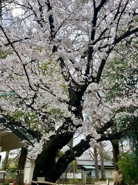 駒込天祖神社の{uncategorized: "未分類", other: "その他", undefined: "問題あり", building: "その他建物", grave: "お墓", sacred_gate: "鳥居", guardian: "狛犬", statue: "像", buddha: "仏像", history: "歴史", nature: "自然", garden: "庭園", animal: "動物", pagoda: "塔", temizu: "手水舎", mountain_gate: "山門・神門", sanctuary: "本殿・本堂", subordinate: "末社・摂社", art: "芸術", scenery: "景色", jizo: "地蔵", ema: "絵馬", goshuin: "御朱印", omikuji: "おみくじ", items: "授与品その他", amulet: "お守り", goshuincho: "御朱印帳", eats: "食事", festival: "お祭り", votive_dance: "神楽", shichigosan: "七五三参", wedding: "結婚式", experience: "体験その他", initially: "初詣", around: "周辺", anti_infection: "感染症対策"}