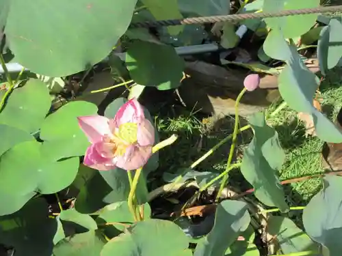 三室戸寺の自然