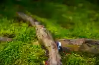 尻岸内八幡神社の自然