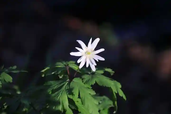 磐椅神社の自然