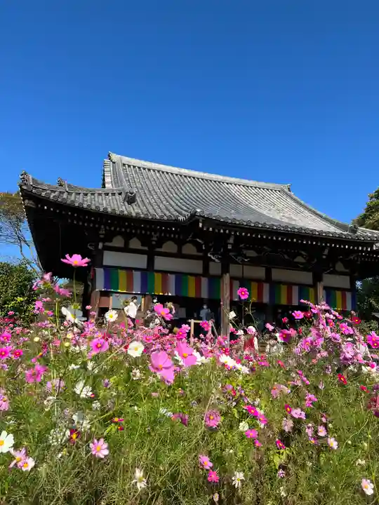 般若寺 ❁コスモス寺❁(奈良県)
