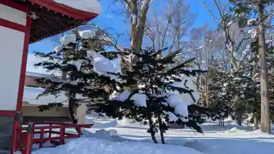 空知稲荷神社(空知神社)の自然