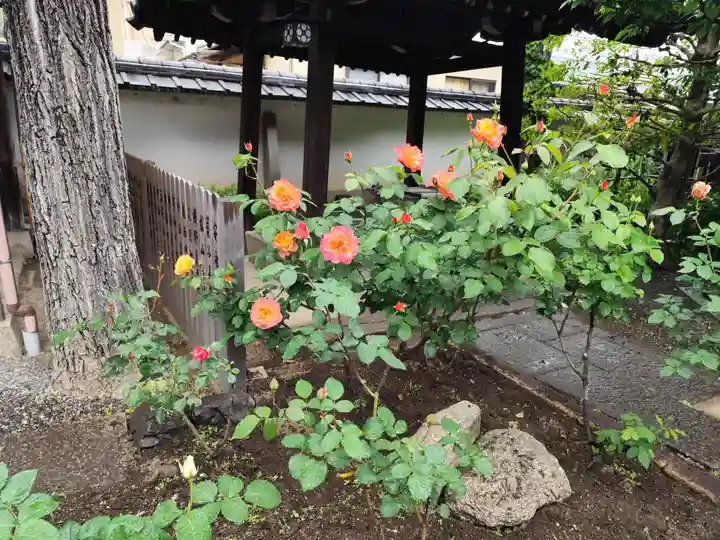 得浄明院(善光寺別院)(京都府)