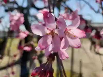 刑部神社の自然