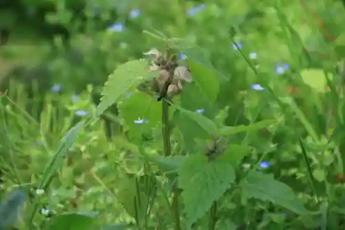 三春大神宮の自然
