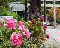 境内の牡丹が見頃です。