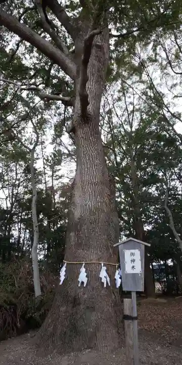白山神社(木曽川町黒田)の自然