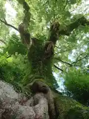 寺野薬師堂の自然