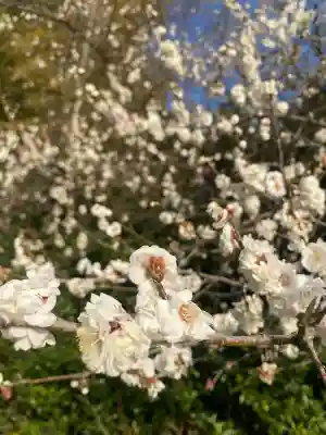 下野 星宮神社の{uncategorized: "未分類", other: "その他", undefined: "問題あり", building: "その他建物", grave: "お墓", sacred_gate: "鳥居", guardian: "狛犬", statue: "像", buddha: "仏像", history: "歴史", nature: "自然", garden: "庭園", animal: "動物", pagoda: "塔", temizu: "手水舎", mountain_gate: "山門・神門", sanctuary: "本殿・本堂", subordinate: "末社・摂社", art: "芸術", scenery: "景色", jizo: "地蔵", ema: "絵馬", goshuin: "御朱印", omikuji: "おみくじ", items: "授与品その他", amulet: "お守り", goshuincho: "御朱印帳", eats: "食事", festival: "お祭り", votive_dance: "神楽", shichigosan: "七五三参", wedding: "結婚式", experience: "体験その他", initially: "初詣", around: "周辺", anti_infection: "感染症対策"}