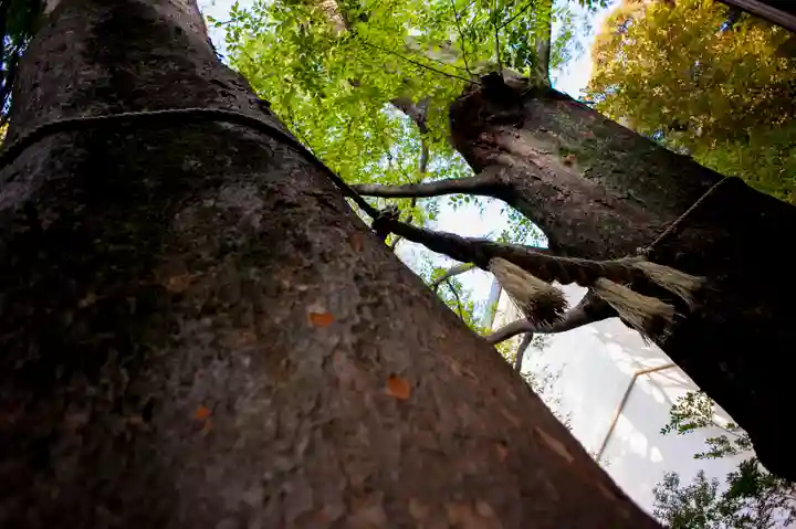 川越氷川神社の自然
