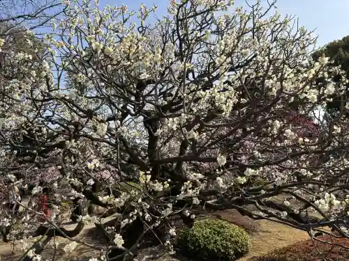 東寺（教王護国寺）の{uncategorized: "未分類", other: "その他", undefined: "問題あり", building: "その他建物", grave: "お墓", sacred_gate: "鳥居", guardian: "狛犬", statue: "像", buddha: "仏像", history: "歴史", nature: "自然", garden: "庭園", animal: "動物", pagoda: "塔", temizu: "手水舎", mountain_gate: "山門・神門", sanctuary: "本殿・本堂", subordinate: "末社・摂社", art: "芸術", scenery: "景色", jizo: "地蔵", ema: "絵馬", goshuin: "御朱印", omikuji: "おみくじ", items: "授与品その他", amulet: "お守り", goshuincho: "御朱印帳", eats: "食事", festival: "お祭り", votive_dance: "神楽", shichigosan: "七五三参", wedding: "結婚式", experience: "体験その他", initially: "初詣", around: "周辺", anti_infection: "感染症対策"}