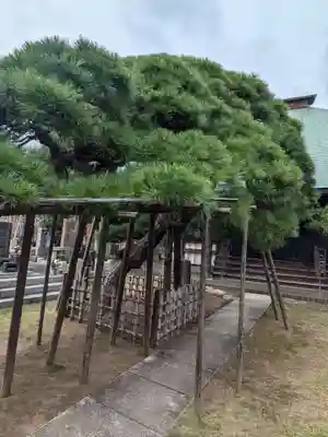 妙雲寺(東京都)