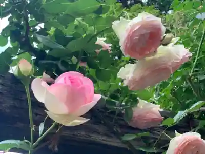 曽我浅間神社の自然