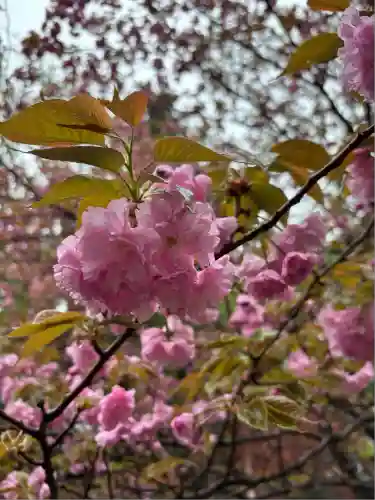 間々田八幡宮(栃木県)
