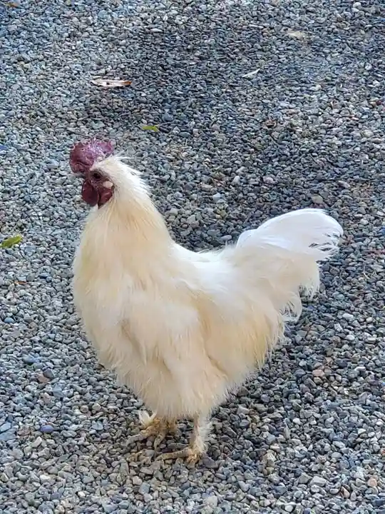 高屋敷稲荷神社(福島県)